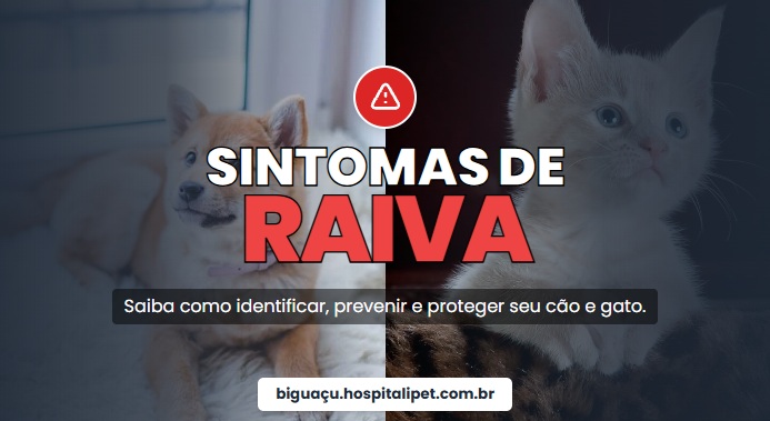 Sintomas de raiva