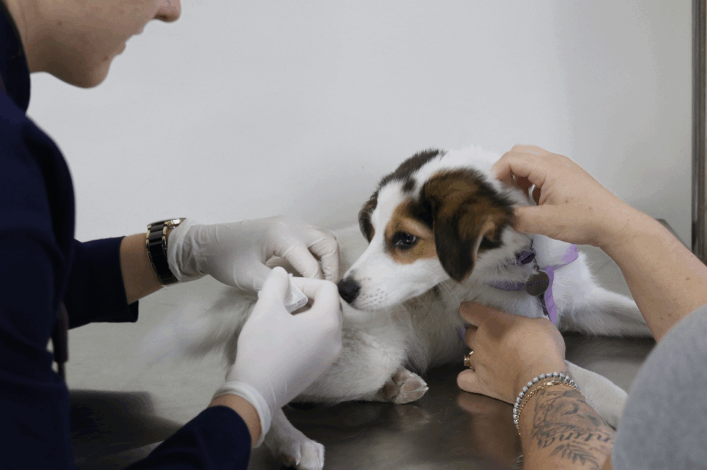 Vacinar cão